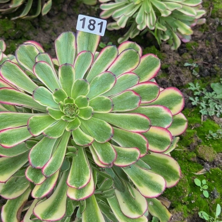 181多肉植物法师