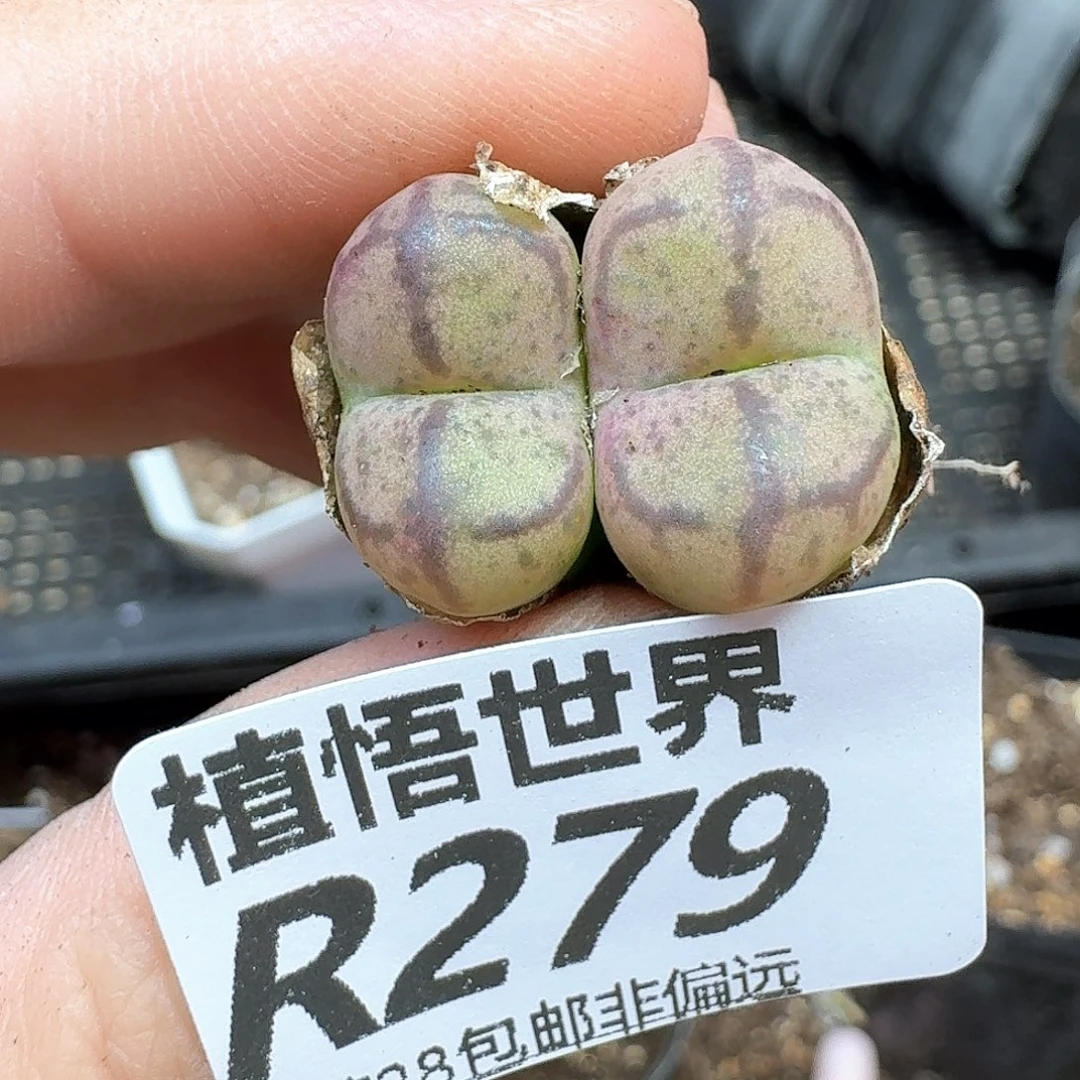 多肉植物的润泽地是v