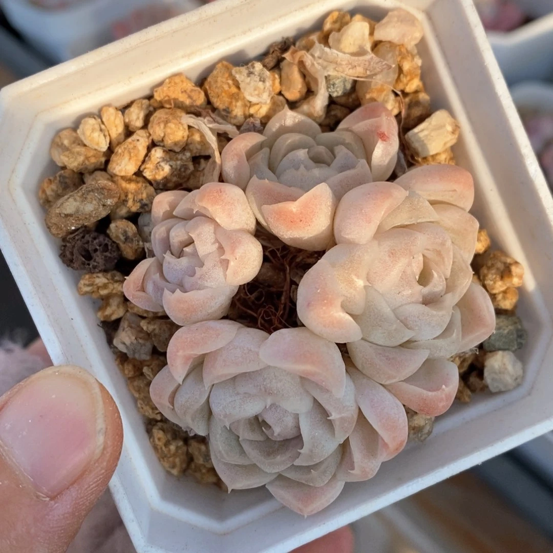 精品多肉一物一拍31