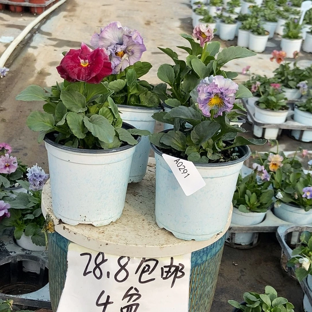 大部分花苞少量开放291