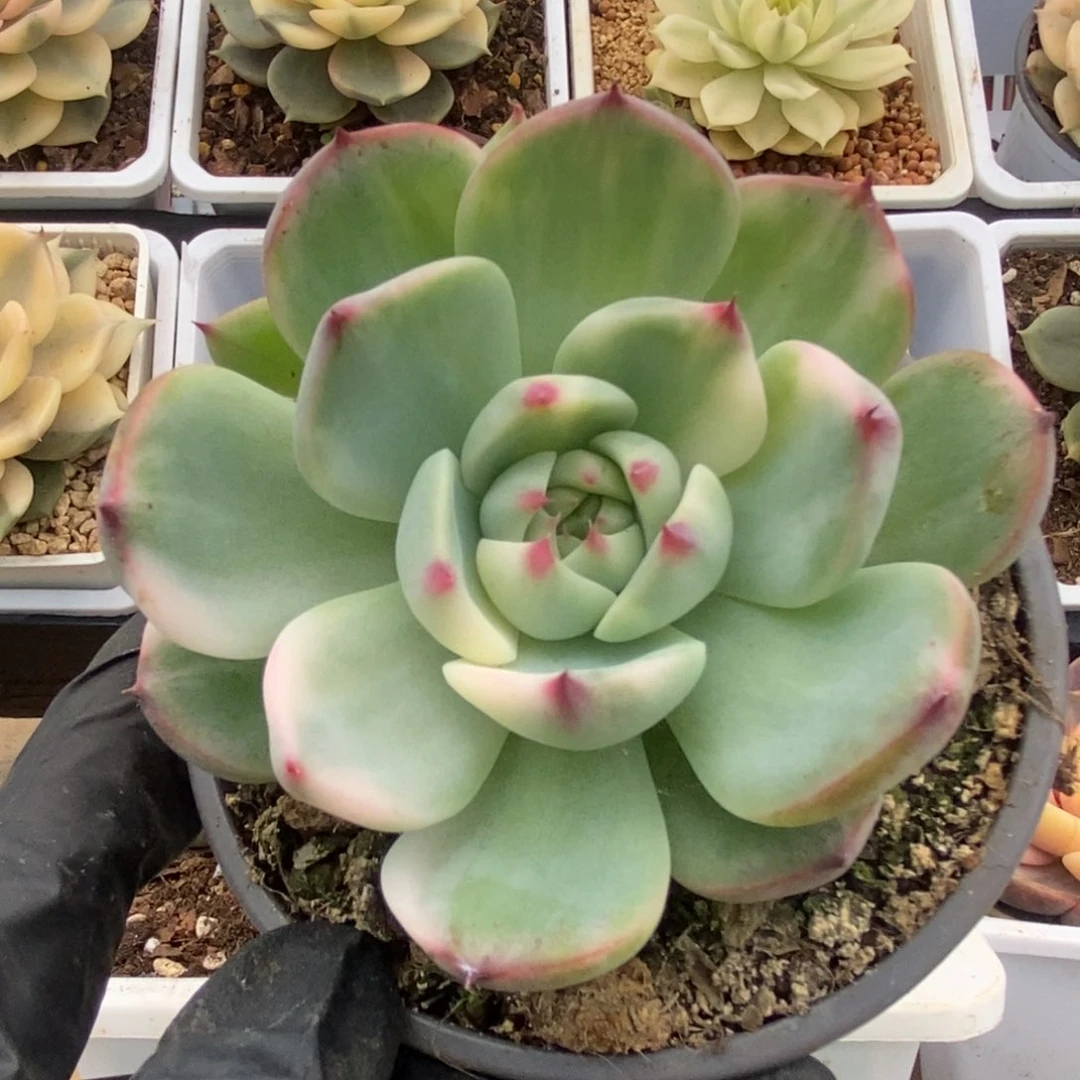 019锦锦锦锦锦锦锦锦锦