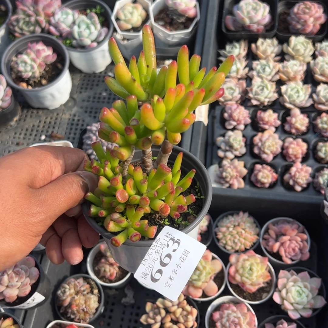 663号吸财树一物一拍满18包邮