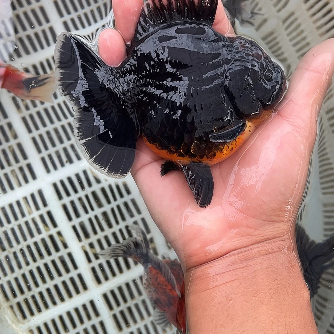 金鱼泰师金鱼好看