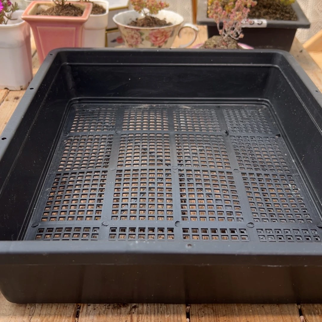 石*枝干番杏多肉植物寄养发货