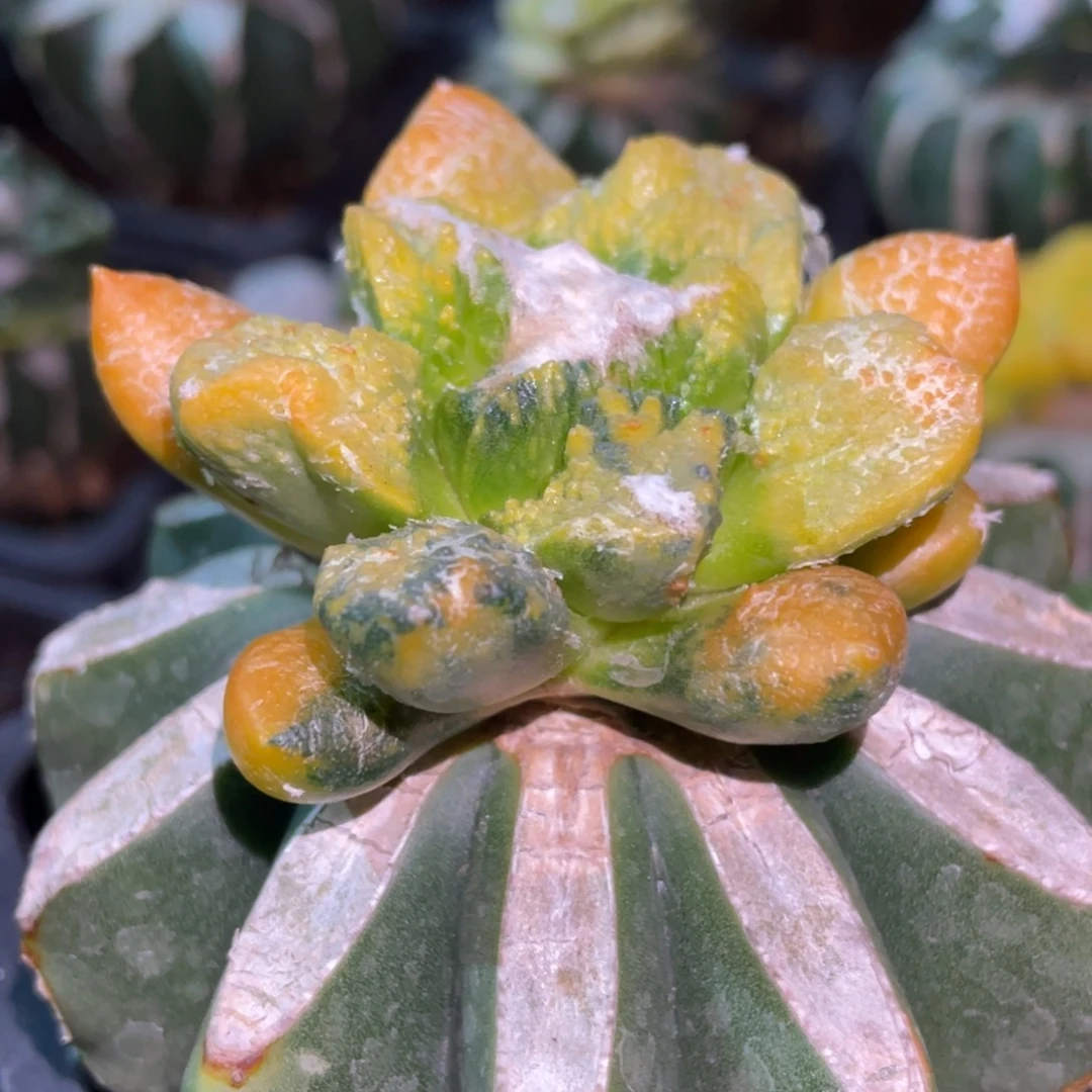全部花朵花斑拉丝纹锦 382