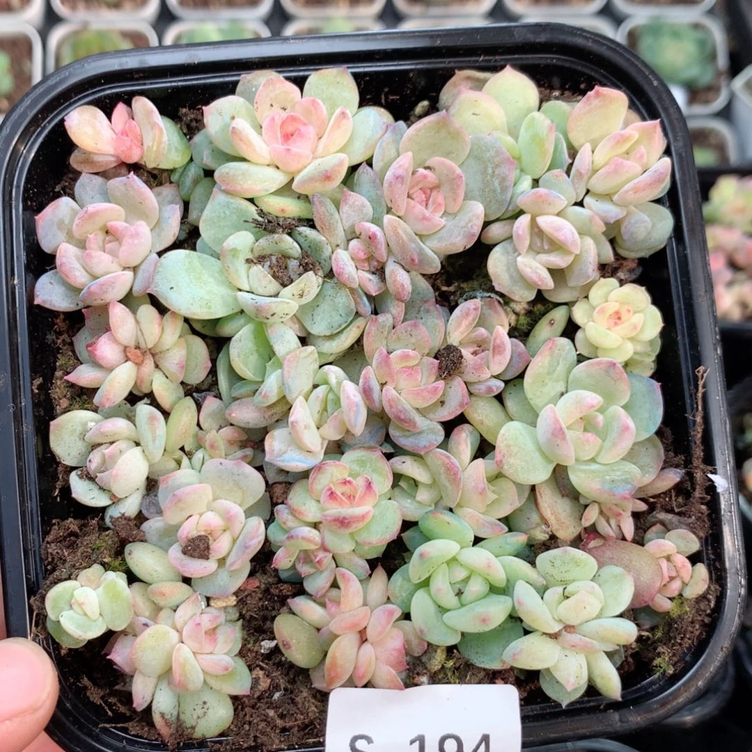 无花朵S194英语英语