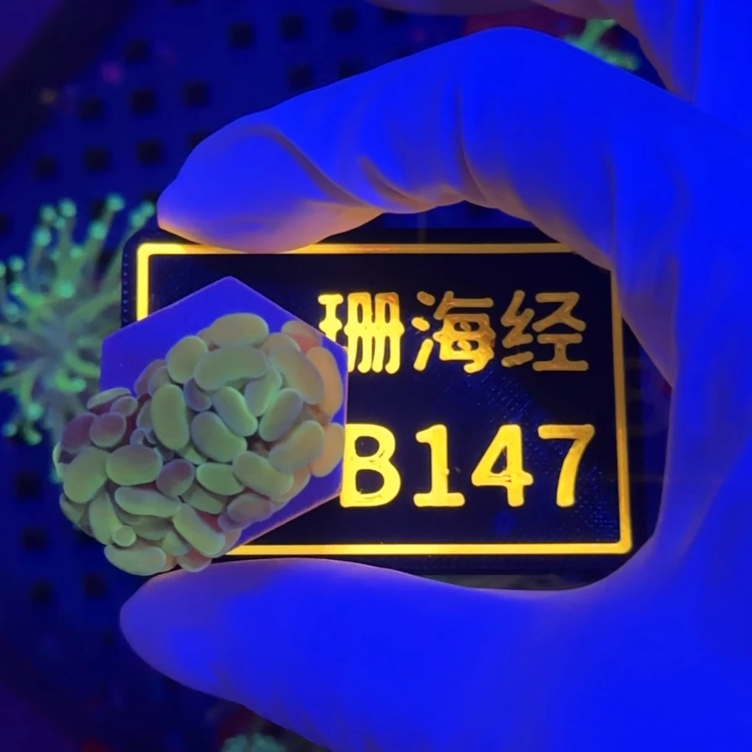 徐***超纽扣珊瑚又又不包邮分支榔头B147