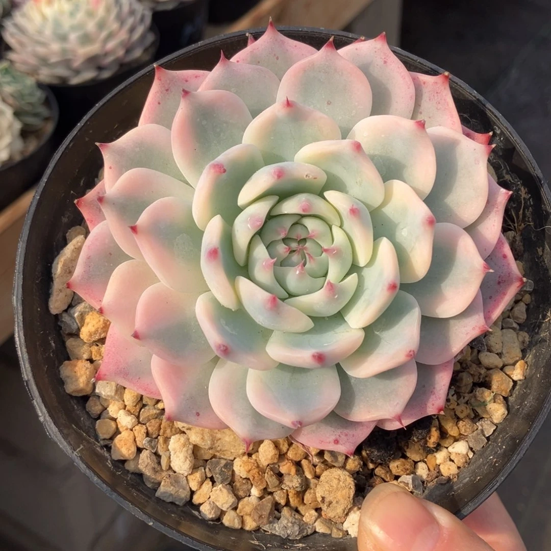 吉娃娃锦 一物一拍不支持退换