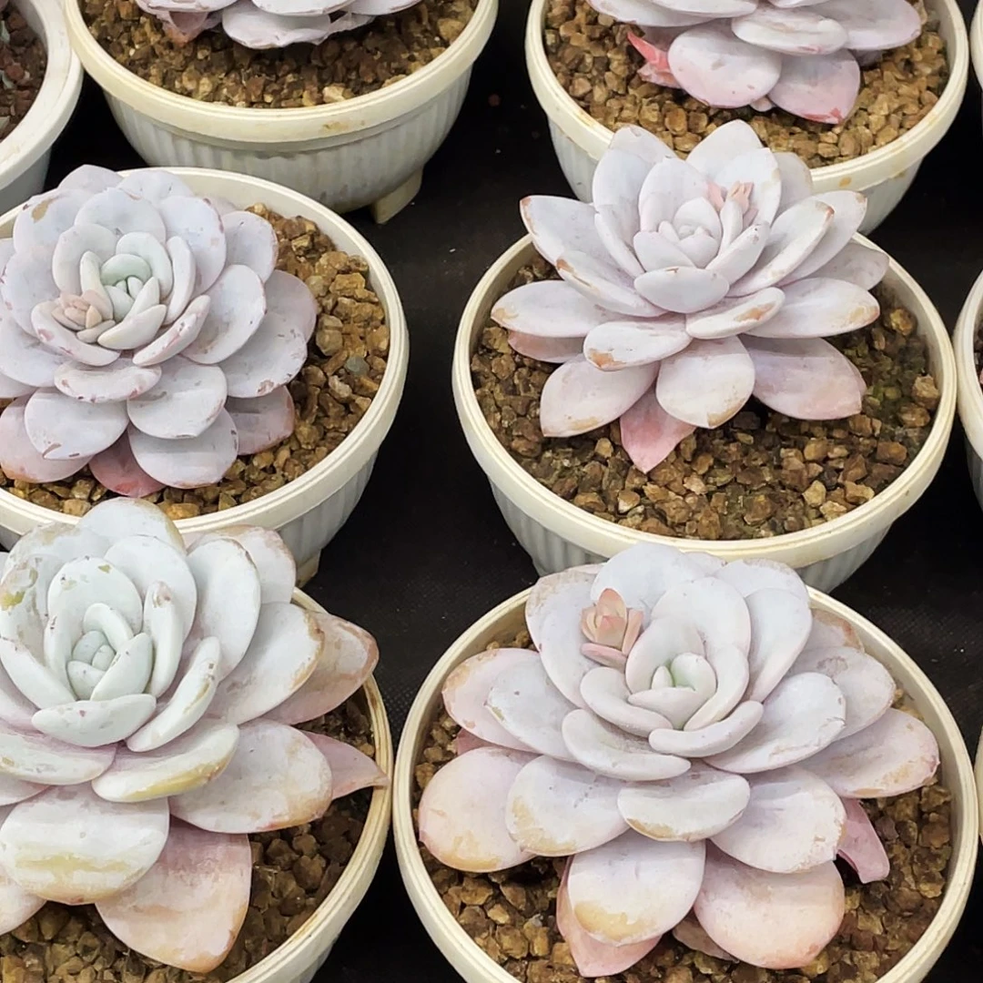 单头带杆雪茶一颗