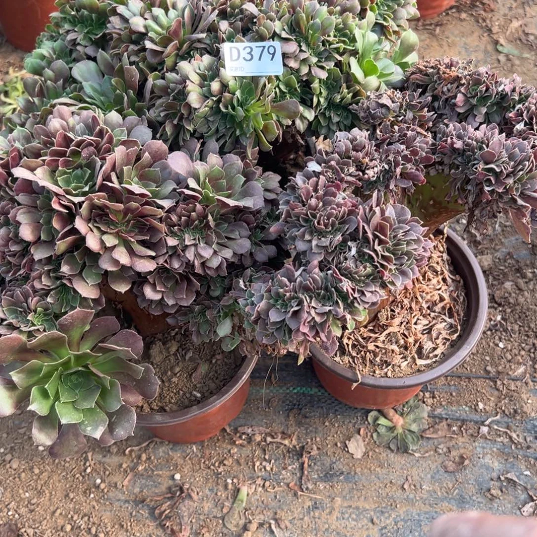 379三颗组合多肉植物