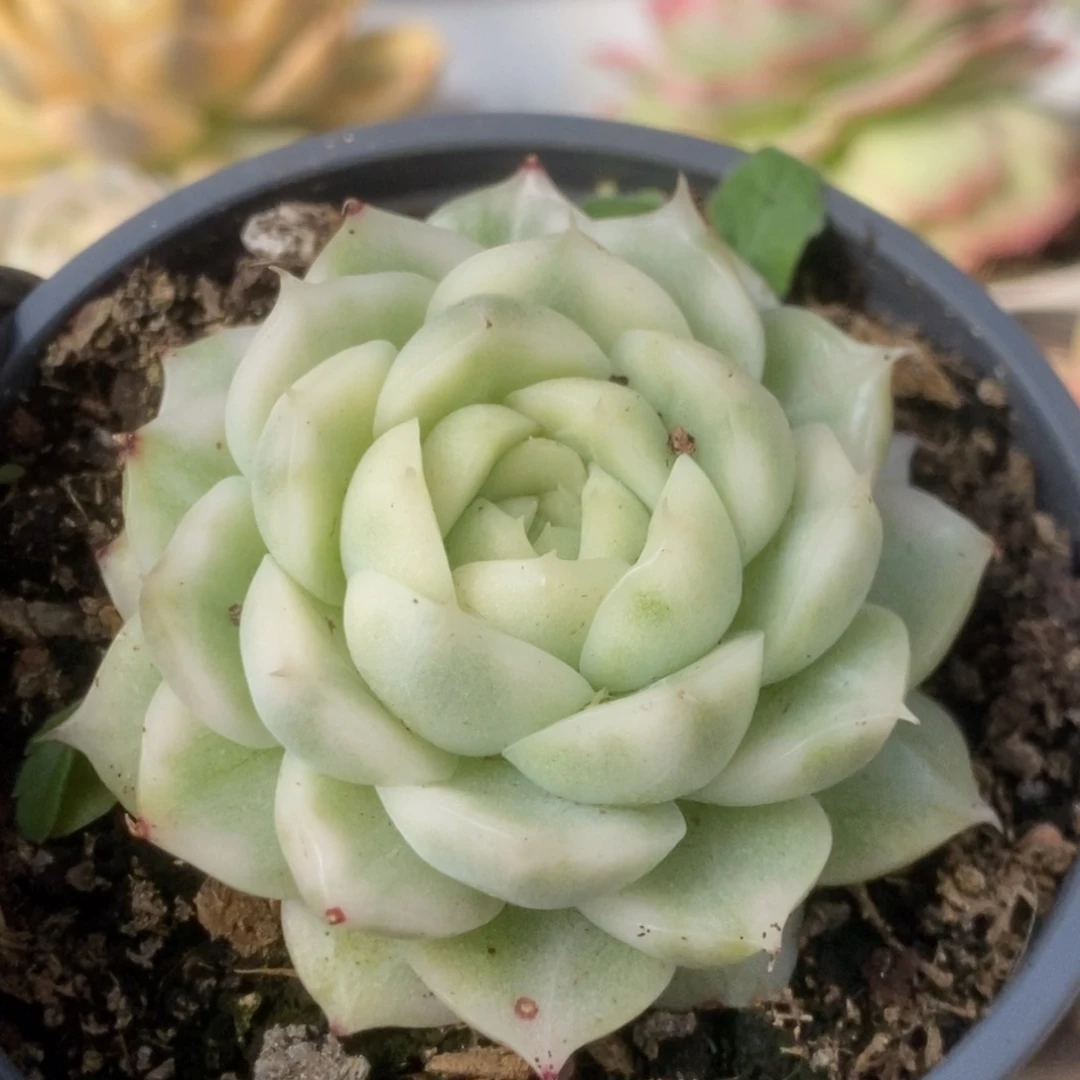 268白瓷麦杆锦锦锦锦锦