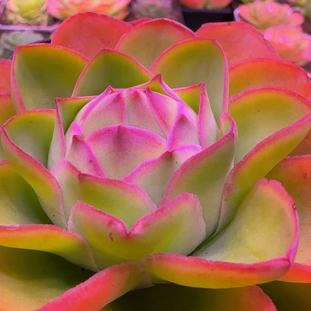 福利112435676757676565