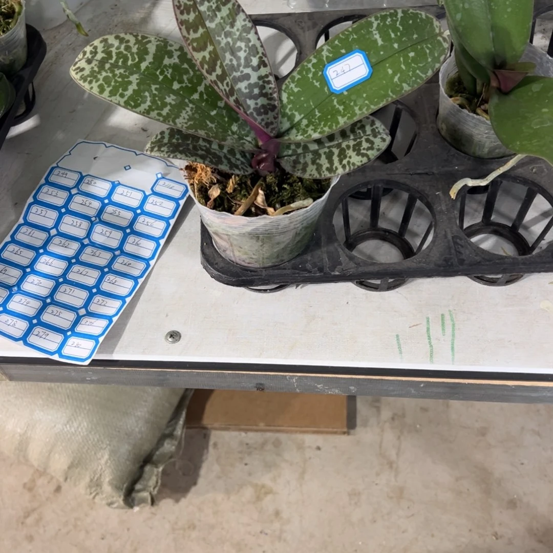 当前无花栽培后可以开花247西蕾丽3寸带剑