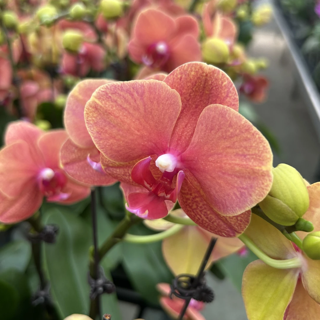 【金桔】蝴蝶兰欧品佛山基地批发1-1带花带花苞包邮单花剑