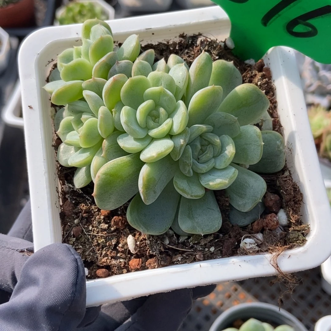 876白色恋人多肉植物
