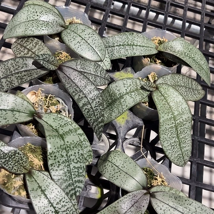 不开花植物西蕾丽3.5