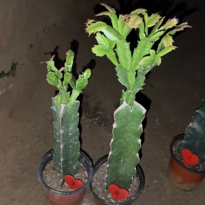 小***龙当前无花栽培后可以开花荷花仙子3  067  4