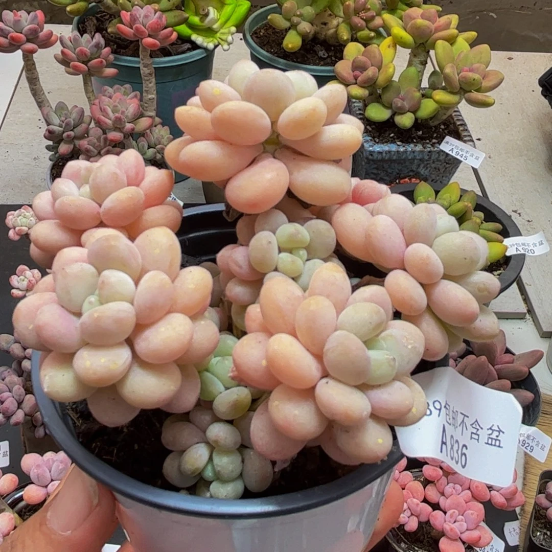 836洛可可8cm多肉植物