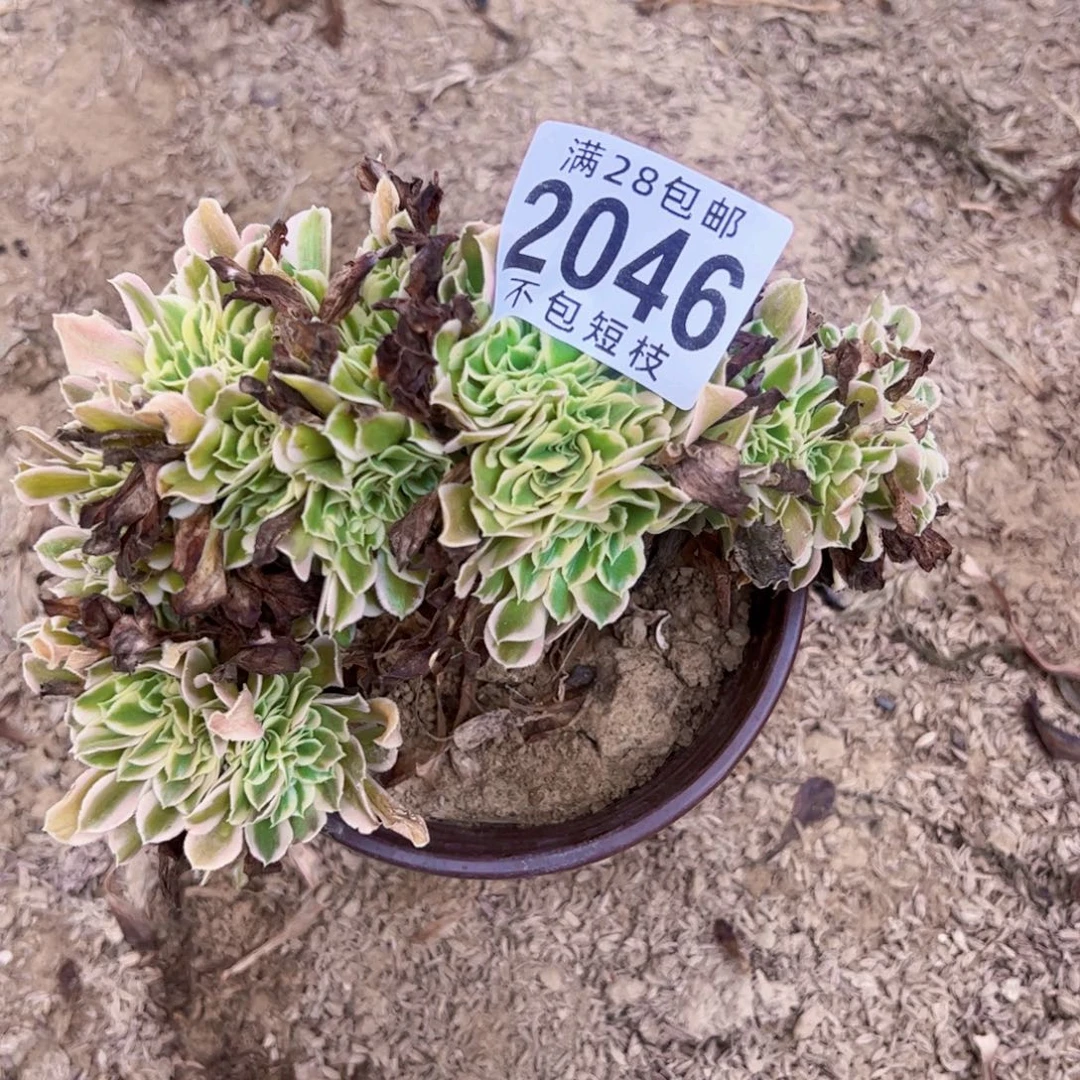 白凤缀多肉植物法师2046