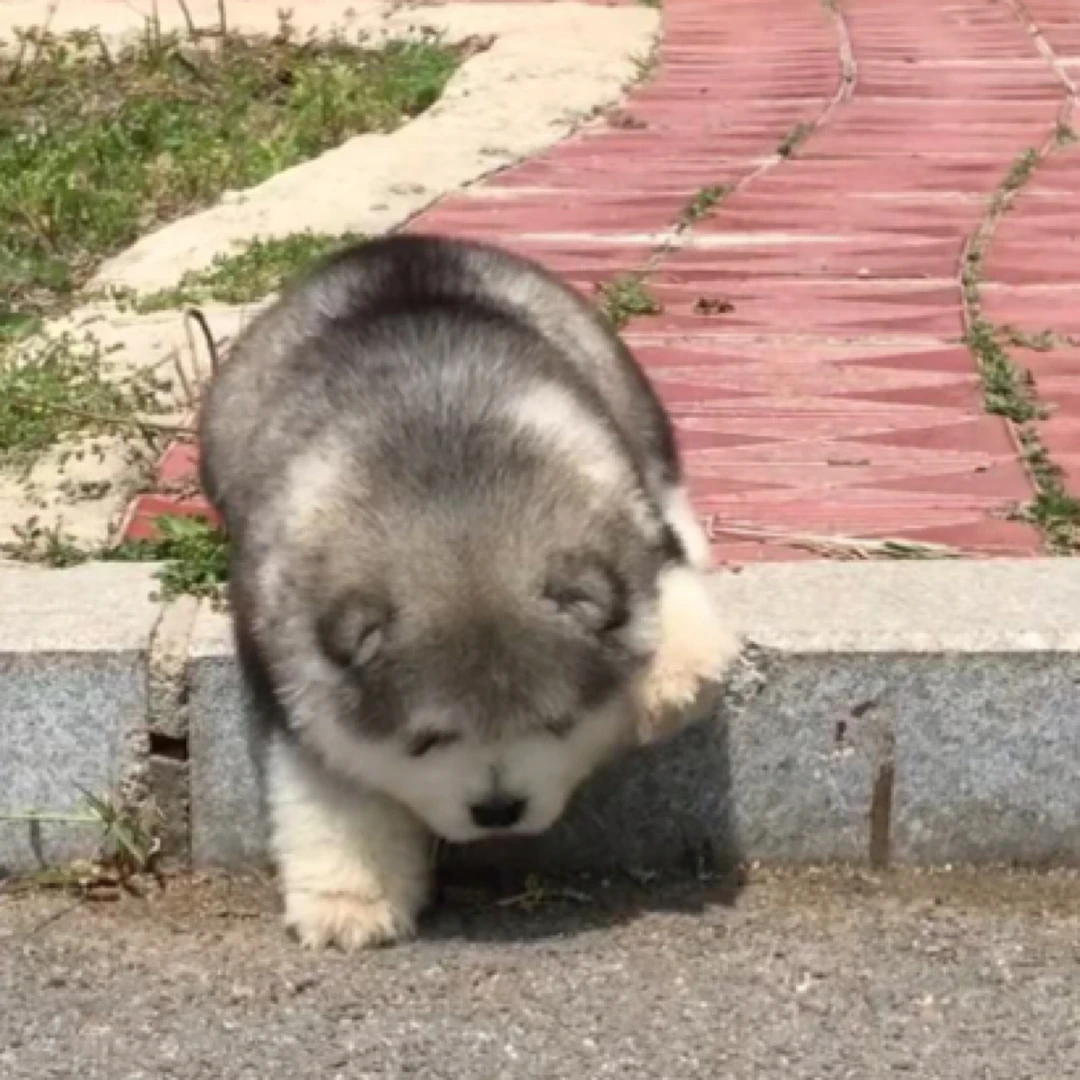 孙强阿拉斯加精品宠物狗狗高级宠物伴侣犬大型犬宠物