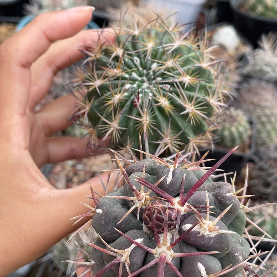 【闪购商品】组合冒根芽66666