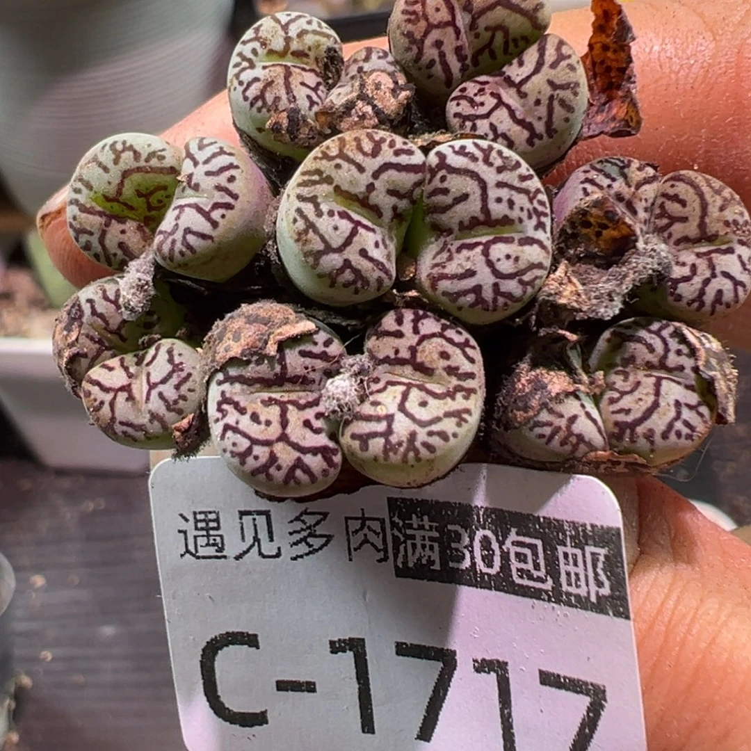 多肉植物11111111111111