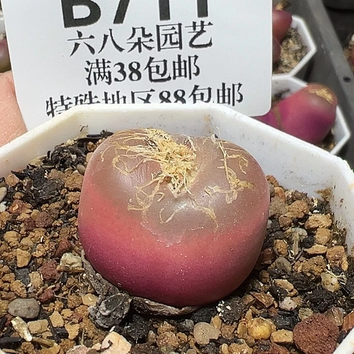 711号毛汗尼多肉植物