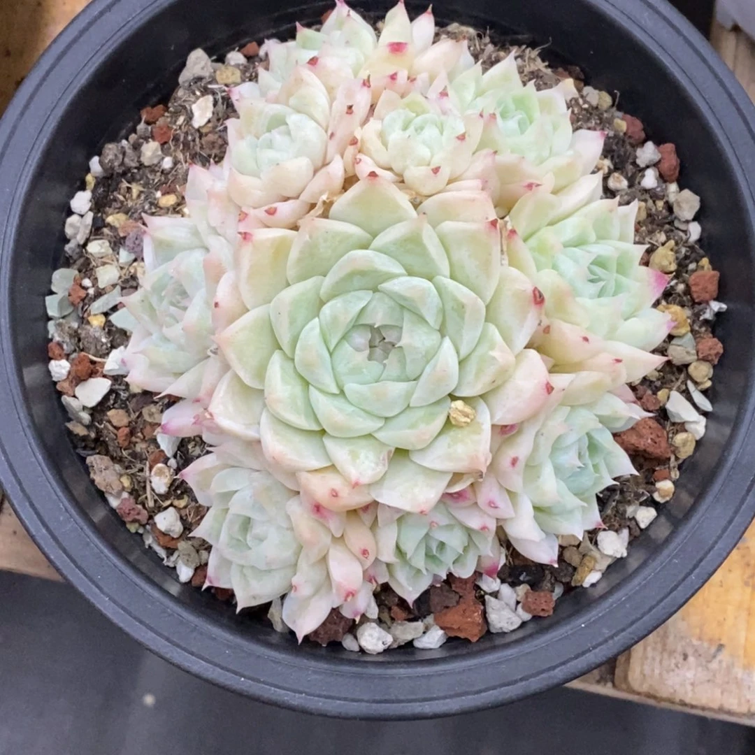 精品多肉一物物一拍不包整293