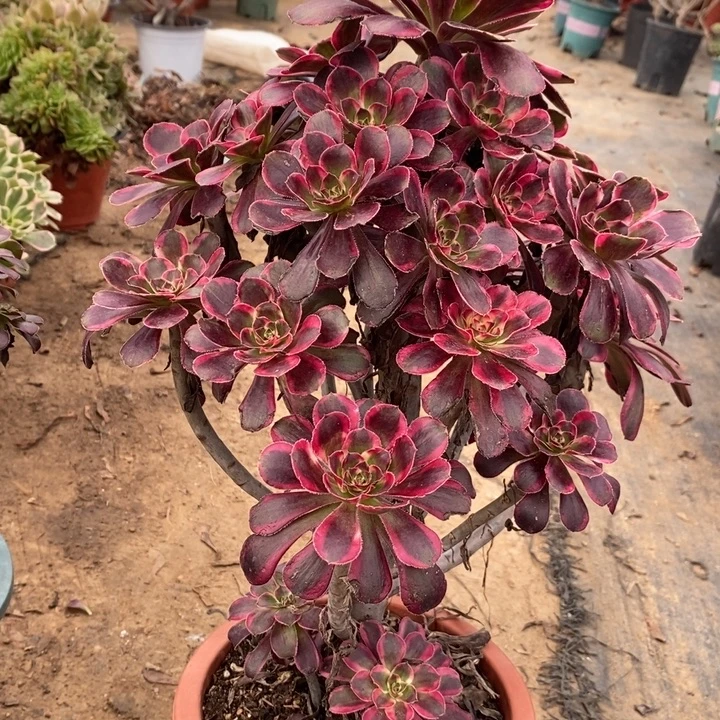 丽娜34多肉植物法师法师法师