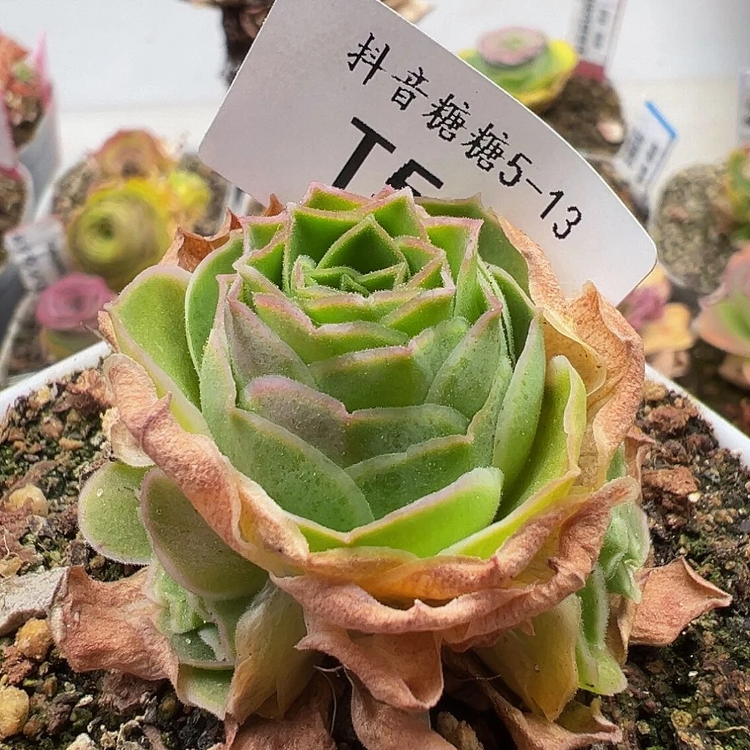 无花朵耗****柔福袋 福袋。 524 524