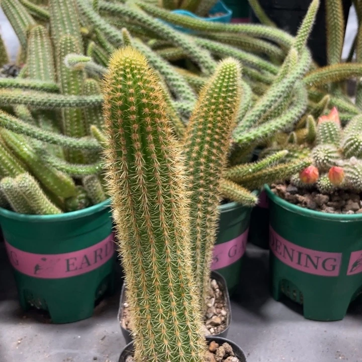 自根双色金妞15公分一杯