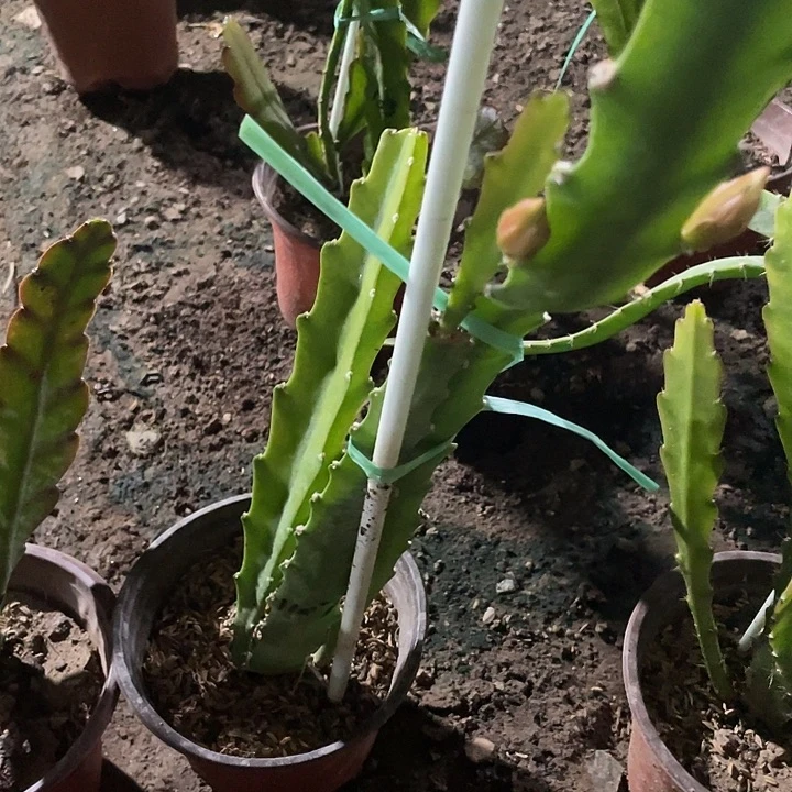 令箭荷载盆栽苗子