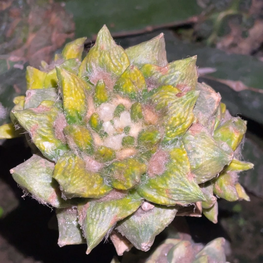 无花朵龙牙怒锦侧芽散丝锦