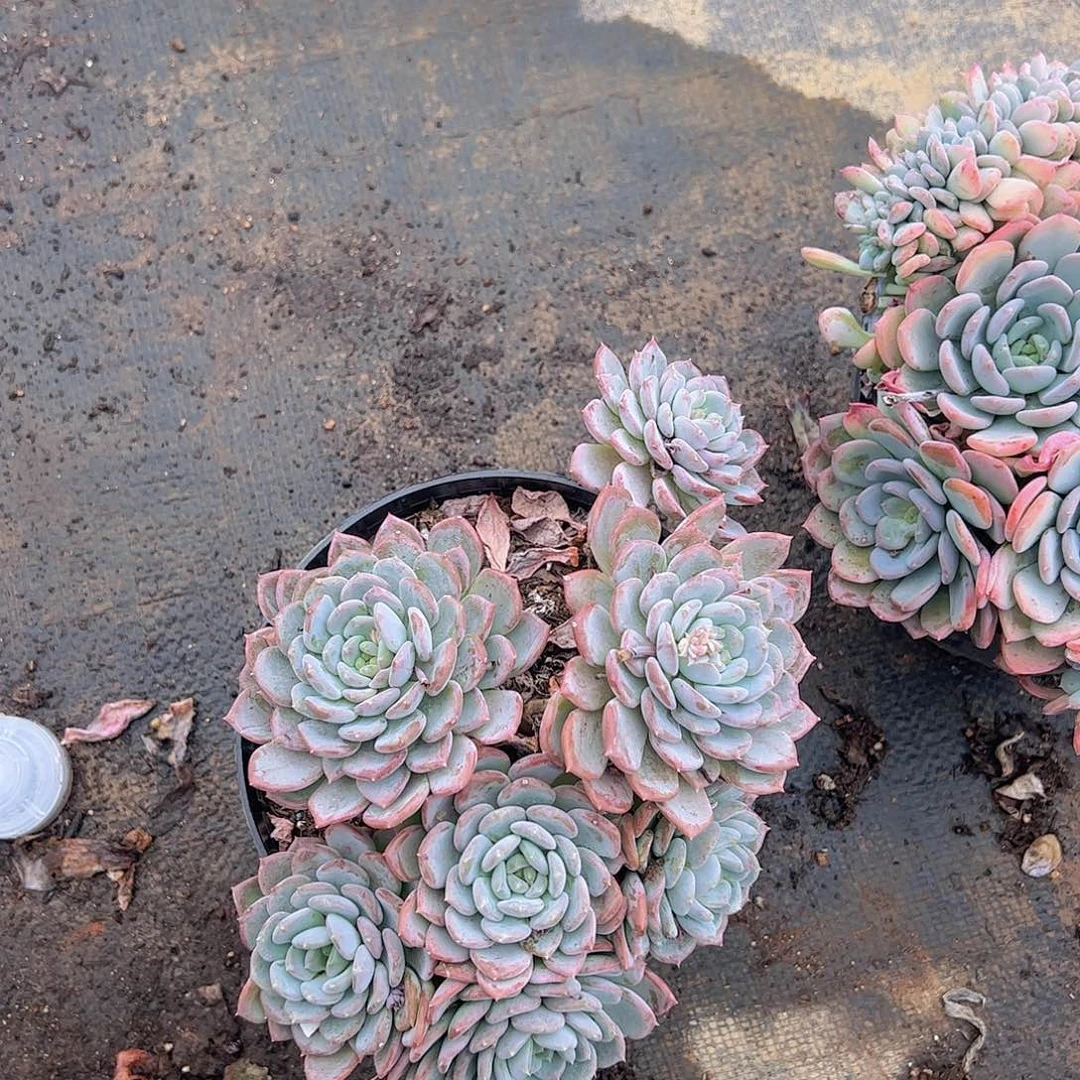 玛瑙多头群生老桩精品