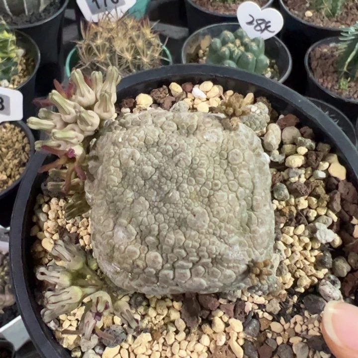 实生凝蹄玉仙人球仙人球