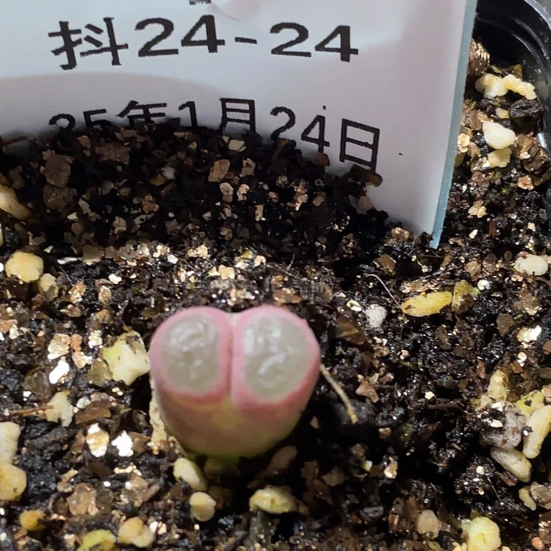 24-24磁铁多肉植物