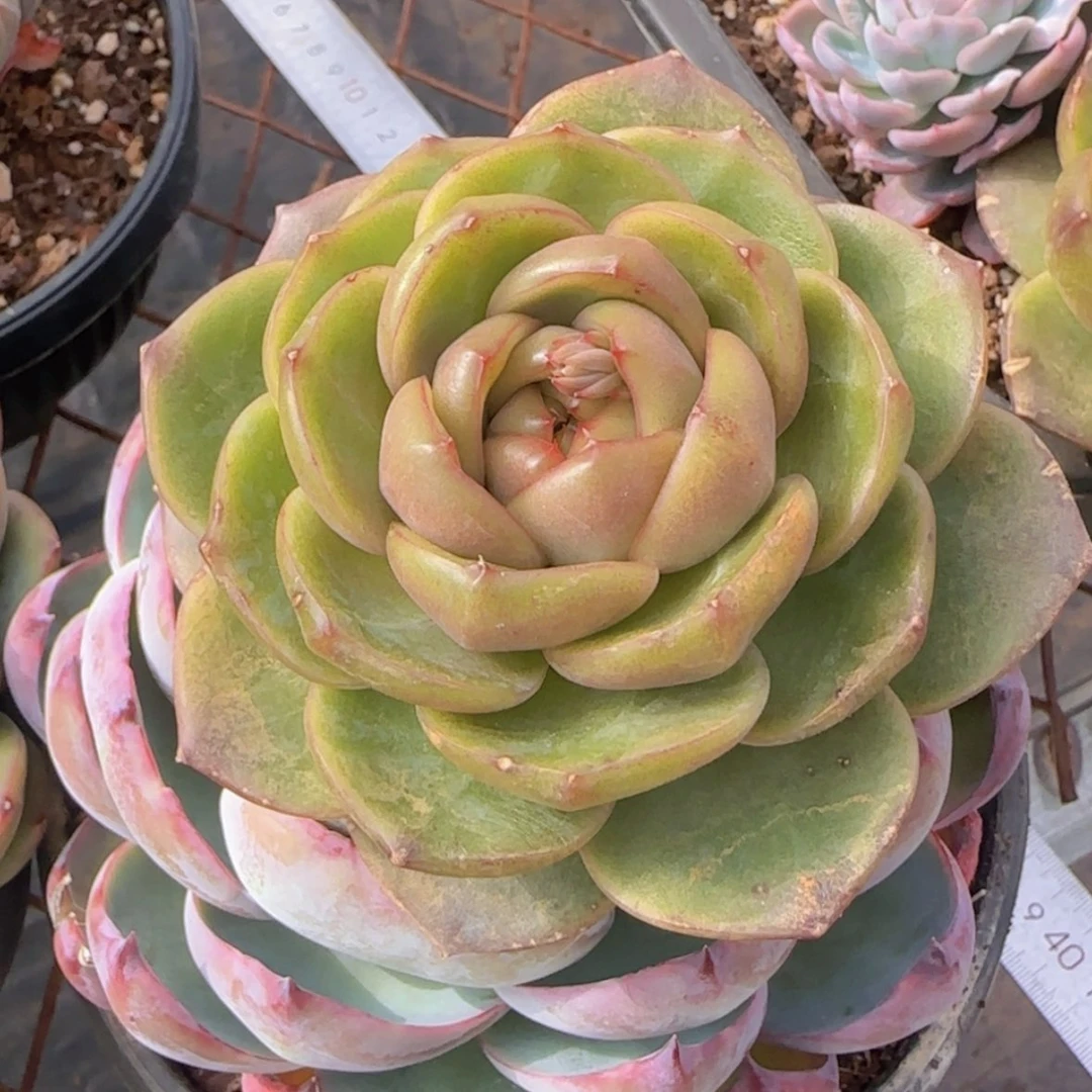 【闪购商品】翡翠珍妮9.9