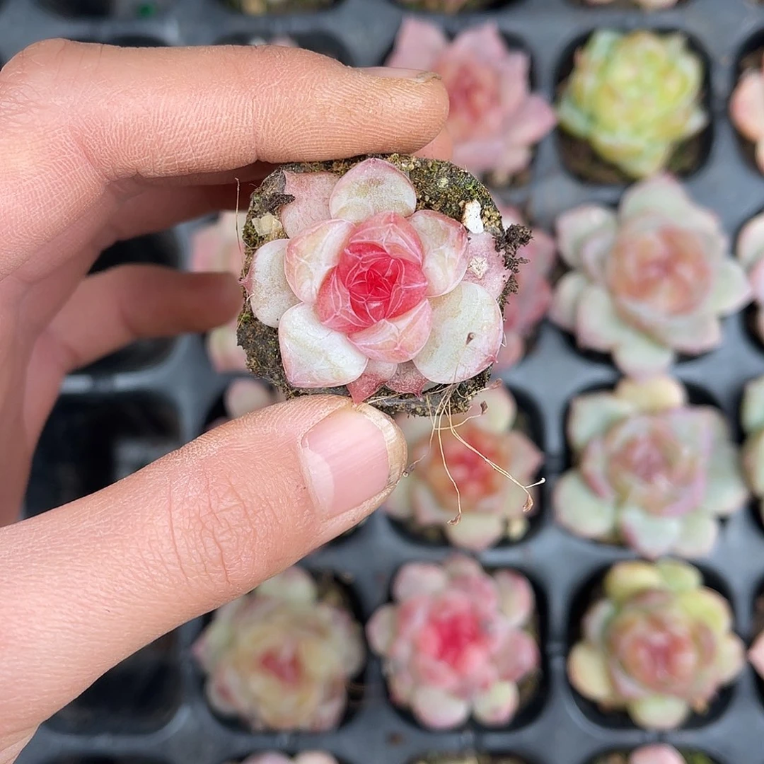 多肉一物一拍26-170