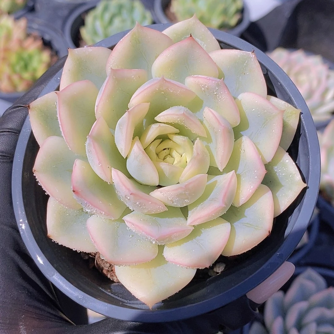 0725-月亮仙子锦福利一颗量拍