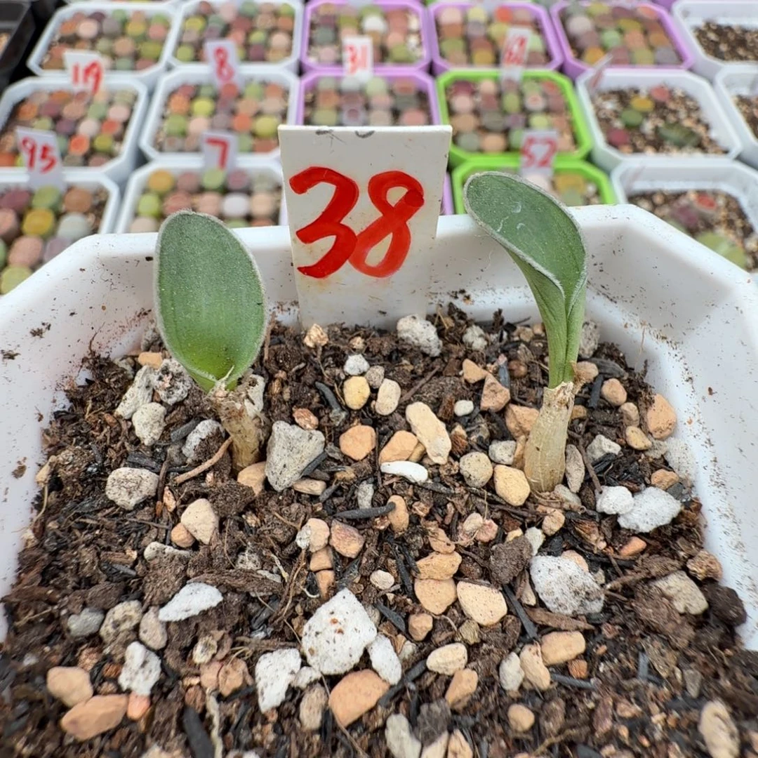 毛叶虎眼万年青小苗一对 脱土