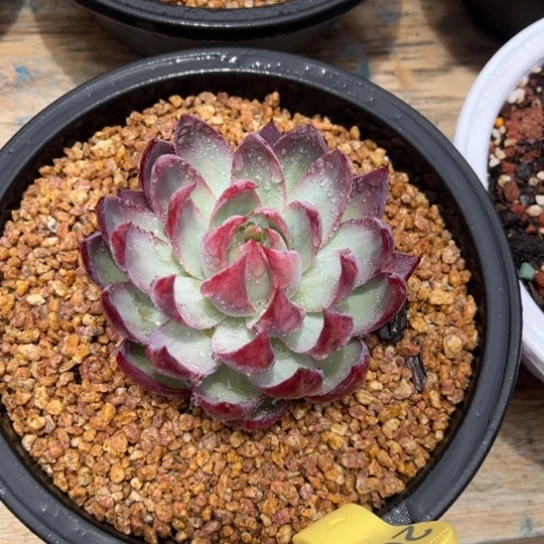 202惊鸿仙子 夏鸣园艺