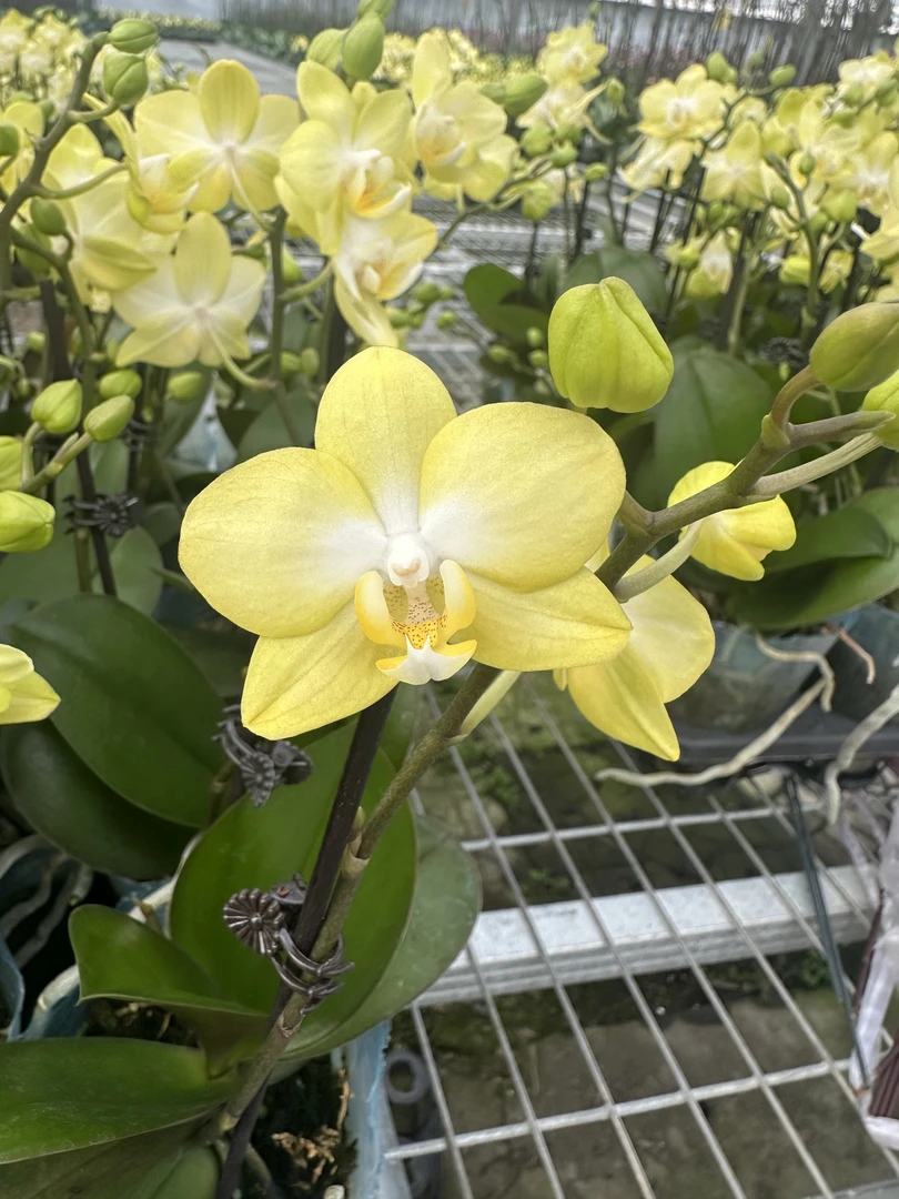 兰屿 LYSLAND【阳光海岸 3.0寸】蝴蝶兰鲜花盆栽