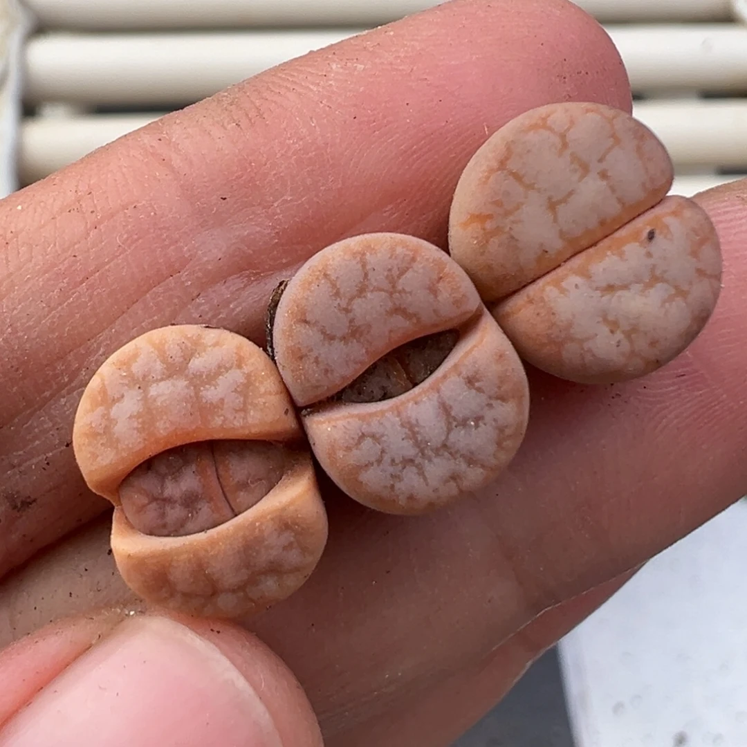 12.10好看的多肉脱土发货683