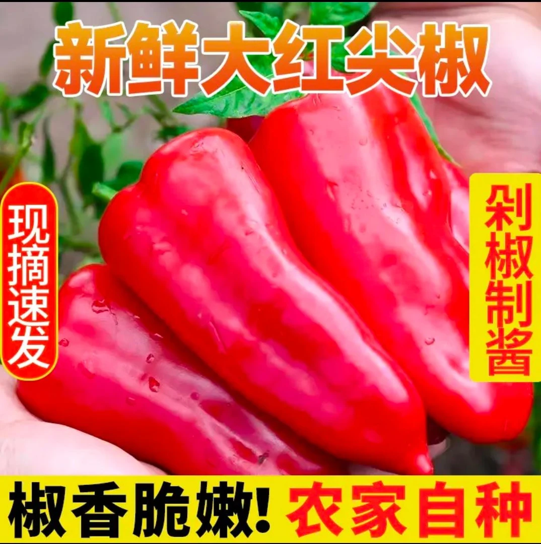 顺丰 包邮 湖北新鲜大红辣椒剁辣子香辣农家自种蔬菜红辣椒