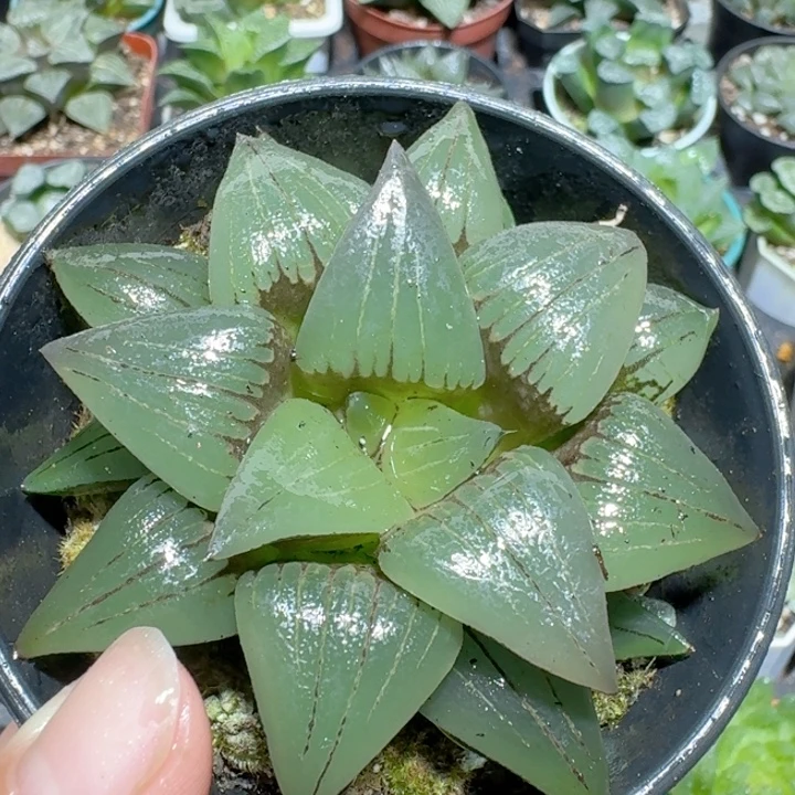 十二卷玉露大颗红纹寿