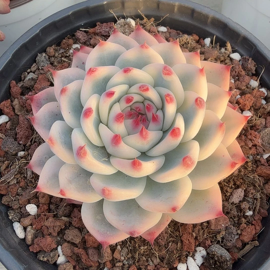 吉娃娃锦多肉植物