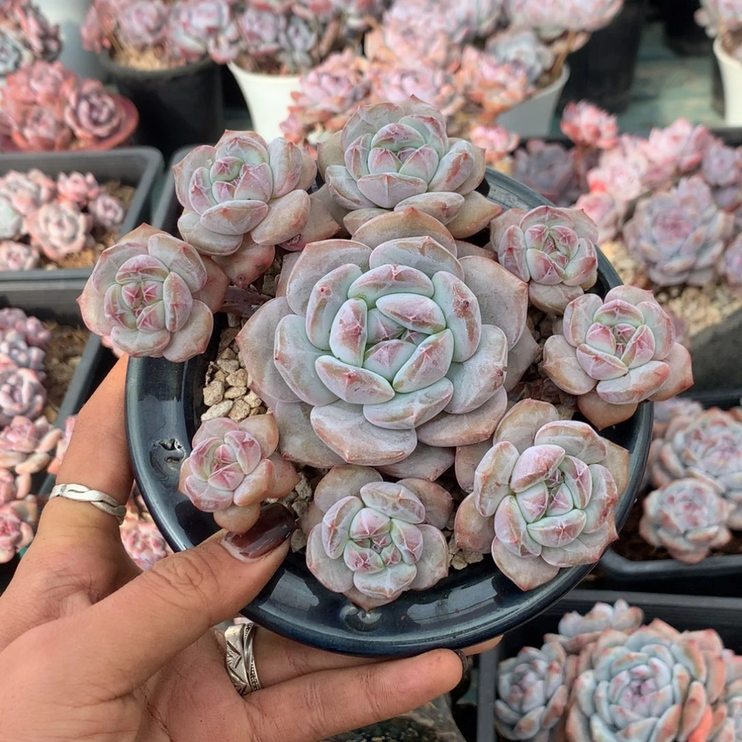 石榴籽无砍花花花花