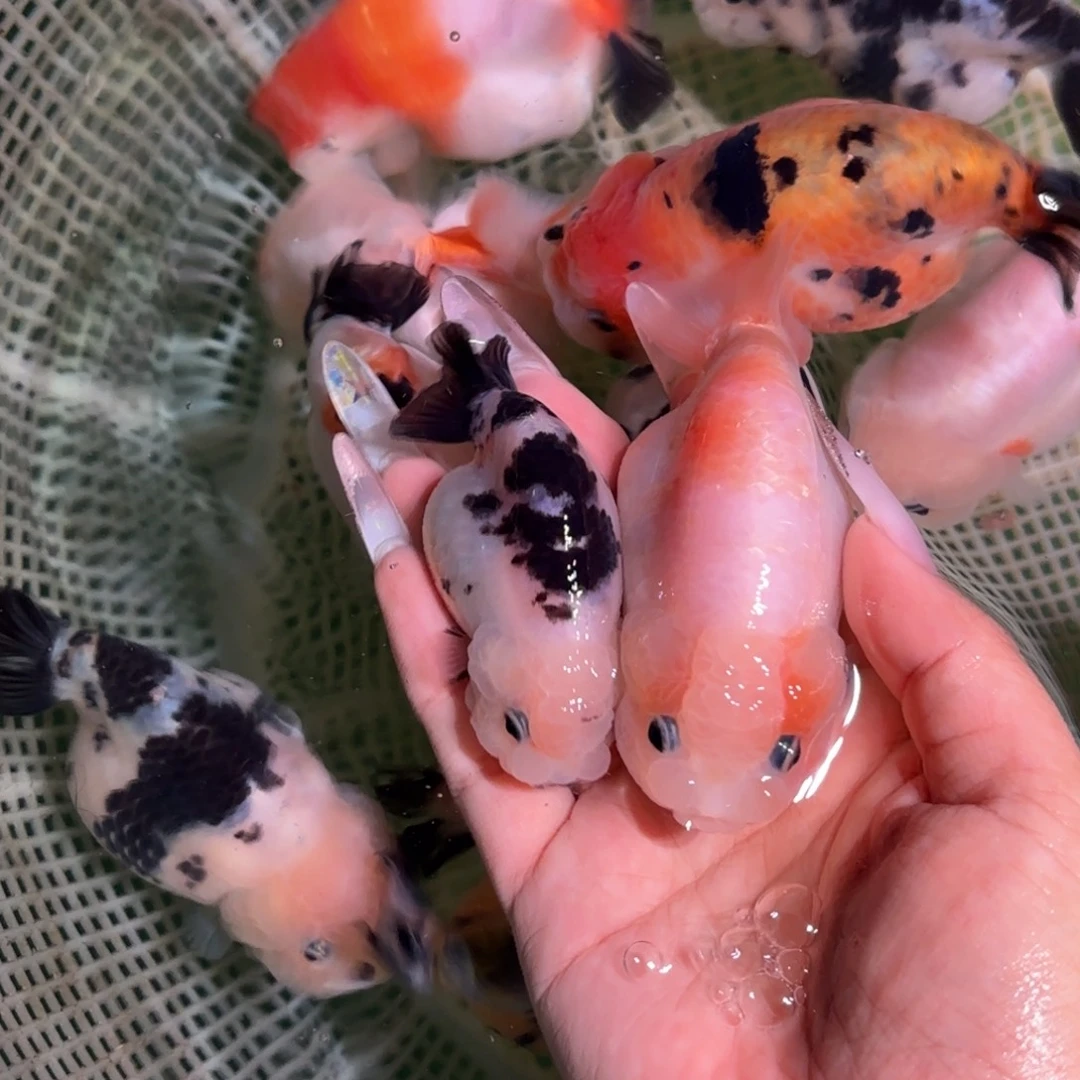 岁***安金鱼两条包顺丰快递