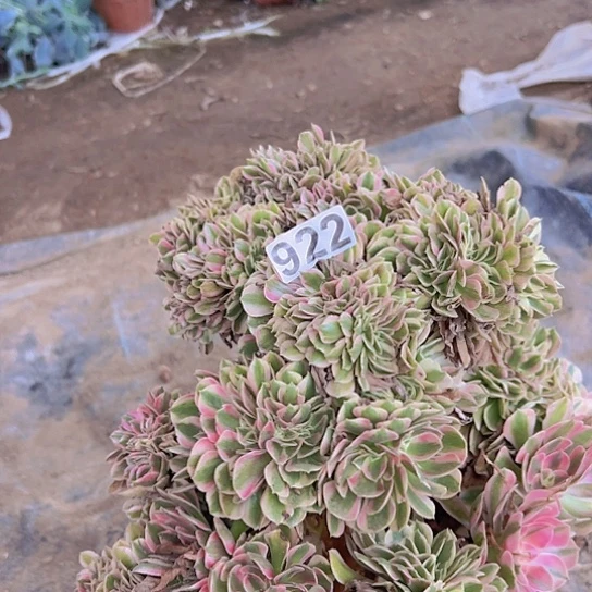 萨***哥多肉植物一个女巫追