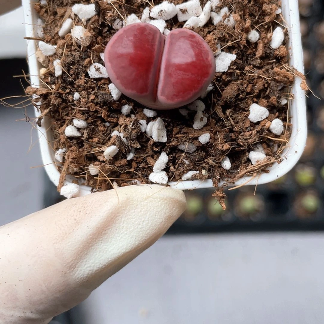 6708大棚清仓甩卖了